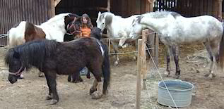 Am Stall
